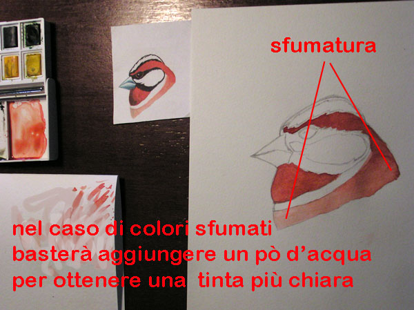 corso di disegno naturalistico 5 lezione